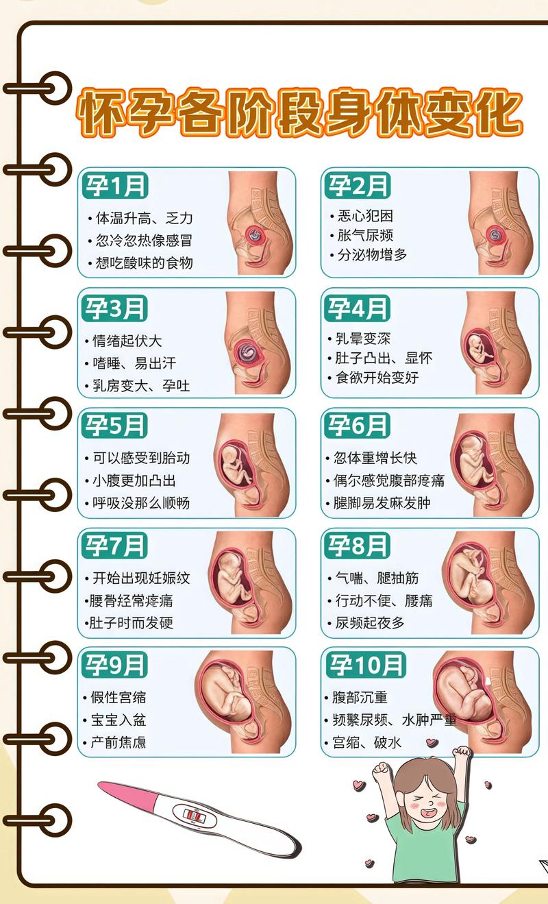 揭秘供卵代孕妈妈怀孕小腹分两节，孕期变化的奥秘阿里代生机构: